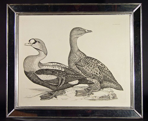 An Engraving of a male and female King Eider, Plate LXXI, from "The Illustrations of  British Ornithology", by Prideaux John Selby 
Illustrations of British Ornithology by Prideau John Selby
Circa 1819-34 SOLD &bull;