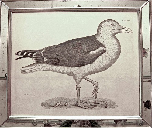 Inventory: A Life-sized Engraving of a Great Black Backed Gulll, Old, Illustrations of British Ornithology  by Prideax John Selby, Circa 1830-4 Plate XCVII, SOLD &bull;