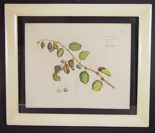 Inventory: A  17th Century Dutch Botanical Engraving from "Hortus Indicus Malabaricus", Circa 1678-93, SOLD &bull;