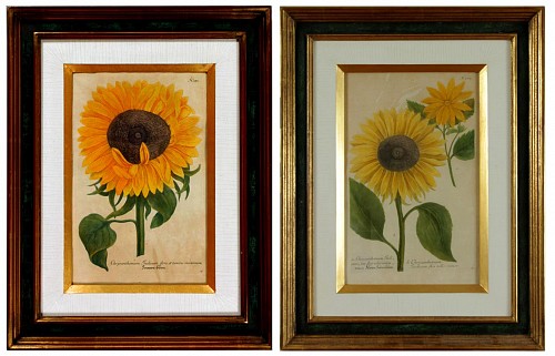 Johann Wilhelm Weinmann Johann Weinmann Engravings of Sunflowers, #371 & #373, Circa 1737-42 $1,800