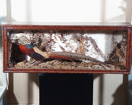 Inventory: Shadowbox with a Chinese Pheasant, Circa 1875, $1,250