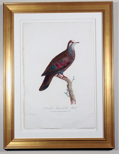 Madam Knipp Madame Pauline Knip Engravings of A Pigeon, Plate 8, Columba Chalcoptera (Colombe Lumachelle M&Atilde;&cent;le), 1811 $2,500