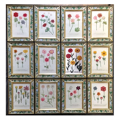 Inventory:  Johann Wilhelm Weinmann, Johann Weinmann Botanical Engravings of Anemone Flowers, 1740, SOLD &bull;