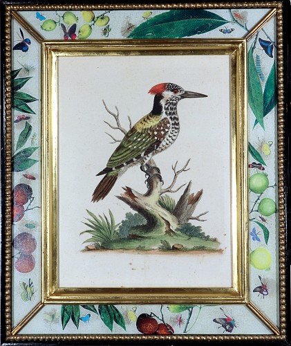 George Edwards George Edwards Engravings of A Woodpecker, 1745 SOLD &bull;
