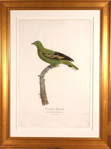 Madame Knip Madame Pauline Knip Engraving of A Pigeon, Columbar Unicolor, From Les pigeons par Madame Knip, ne&Igrave;e Pauline de Courcelles, 1809-11 $3,500