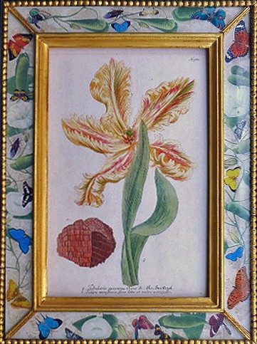 Johann Wilhelm Weinmann Johann Weinmann Botanical Print of a Tulip, Circa 1742 SOLD &bull;