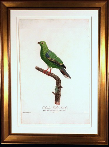 Madame Knip Madame Pauline Knip Engraving of A Green Pigeon, Colombar Wallia, From Les pigeons par Madame Knip, ne&Igrave;e Pauline de Courcelles $3,500