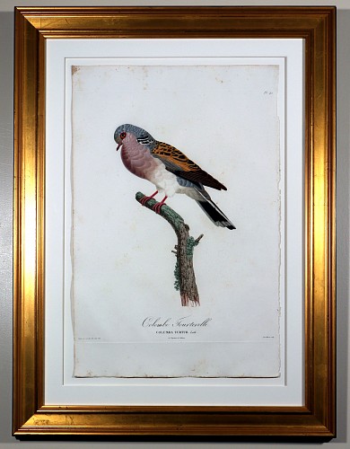 Inventory:  Madame Knip, Madame Pauline Knip Engravings of A Pigeon, Plate 42, Colombe Tourterelle (Columba Turtur), 1811, $2,500