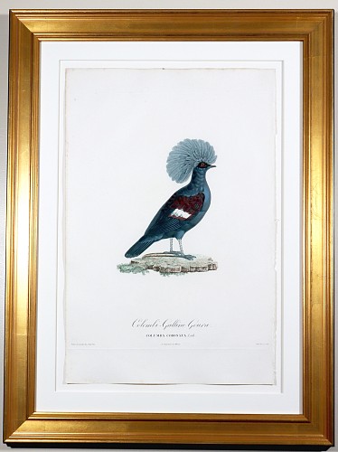 Inventory:  Madame Knip, Madame Pauline Knip Engravings of A Pigeon, Columba Coronata ( Colombi-Galline Goura), 1811, $3,000