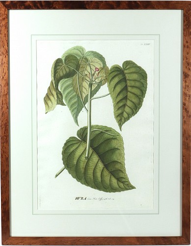 Inventory:  Print, The Sandbox Tree: Exotic Botanical Print from Plantae Selectae by Georg Ehret, 1750, $985